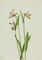 Rosebud Orchid