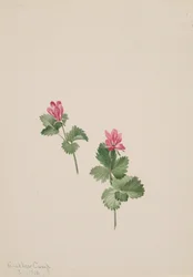 Rubus articus