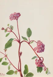 Sand Verbena