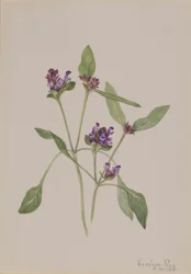 Self-Heal (Prunella vulgaris)