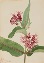 Showy Milkweed Asclepias Speciosa