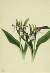 Showy Orchis