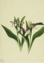 Showy Orchis Orchis spectabilis
