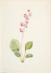 Showy Pyrola (Pyrola asarifolia)