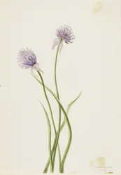 Siberian Onion