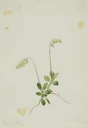 Sidebells Pyrola (Pyrola secunda)