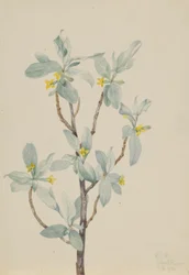 Silverberry