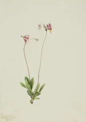 Slender Shootingstar Dodecatheon Pauciflorum