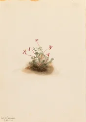 Small Cranberry