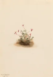 Small Cranberry Oxycoccus palustris