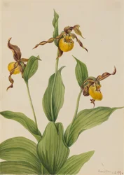 Small Yellow Ladyslipper