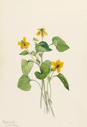 Smooth Yellow Violet Viola eriocarpa
