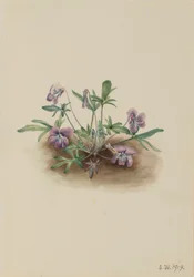 Southern Coast Violet (Viola Septemloba)