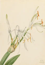 Spider Lily