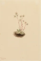 Spotted Saxifrage