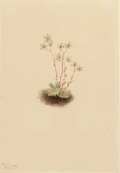 Spotted Saxifrage Saxifraga Bronchialis