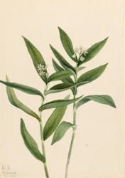 Star Solomonplume Vagnera stellata