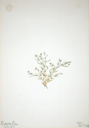 Stelleria leata