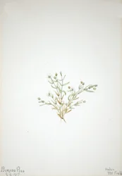 Stelleria Leata, 1917