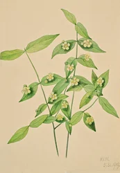 Strawberry Bush Euonymus americanus, 1919