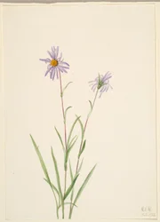 Swamp Aster