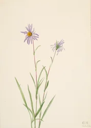 Swamp Aster, 1922