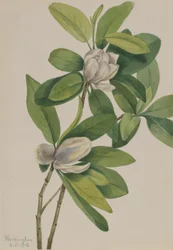 Swamp Magnolia (Magnolia virginiana)