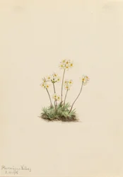 Sweet Androsace
