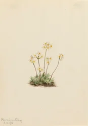 Sweet Androsace Androsace carinata