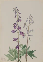Tall Larkspur