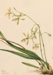 Tampa Epidendrum Epidendrum tampense