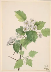 Thicket Hawthorn