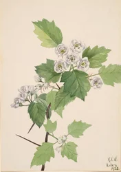 Thicket Hawthorn Crataegus coccinea