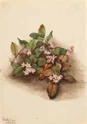 Trailing Arbutus Epigaea repens, 1917