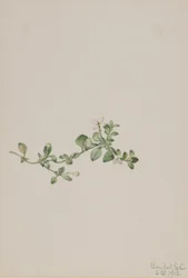 Trailing Houstonia