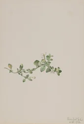 Trailing Houstonia, 1918
