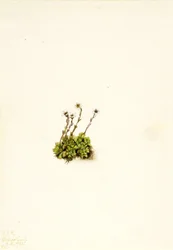 Tufted Saxifrage