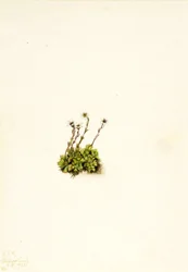Tufted Saxifrage
