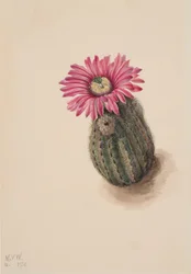 Turkeyhead Cactus Echinocerus perbellus