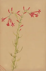 Untitled--Flower Study