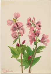 Untitled (Flower Study)