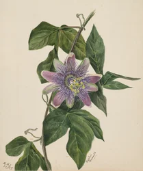 Untitled--Flower Study