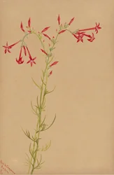Untitled--Flower Study