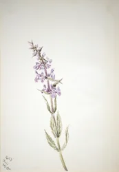 Untitled--Flower Study