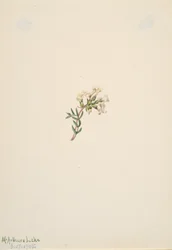 Untitled--Flower Study, 1905