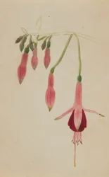 Untitled--Flower Study