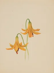 Untitled--Flower Study, ca. 1876-1878
