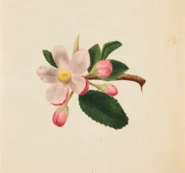 Untitled--Flower Study, ca. 1876