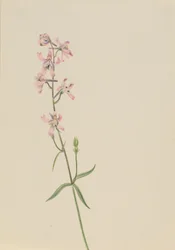 Untitled--Flower Study, ca. 1900-1930