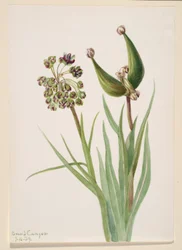 Untitled (Plant Study)